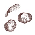 Vintage hand drawn illustration of autumn element. Botanical illustration. Chestnuts and maple seed.