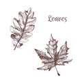 Vintage hand drawn illustration of autumn element. Botanical illustration of maple and oak leaves.