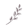 Vintage hand drawn illustration of branch. Vector isolated icon. Botanical illustration.