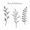 Vintage hand drawn illustration of branch. Vector isolated icon