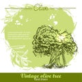 Vintage hand drawn olive tree and olive branch Royalty Free Stock Photo