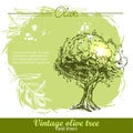 Vintage hand drawn olive tree and olive branch Royalty Free Stock Photo