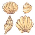 Vintage hand drawn pattern color doodle set of shells. sketch.