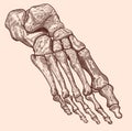 Vintage, hand drawn, pen and ink drawing, foot bones illustration.