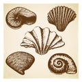 vintage Hand drawn seashell collection. Set of various beautiful engraved mollusk marine shells on retro textured background.