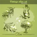 Vintage hand drawn set of olive branch tree and bottle Royalty Free Stock Photo