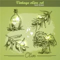 Vintage hand drawn set of olive branch tree and bottle Royalty Free Stock Photo