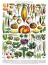 Vintage hand drawn vegetables, for healthy food and lifestyle with numbers for education / Antique engraved illustration from from