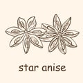 Vintage hand engraved star anise seasoning.