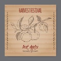 Vintage harvest festival label with apple branch Royalty Free Stock Photo