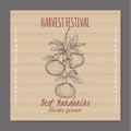 Vintage harvest festival label with mandarin branch.