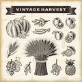 Vintage harvest set Royalty Free Stock Photo