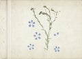 Vintage herbarium background on old paper. Composition of the grass with blue flowers on a cardboard. Royalty Free Stock Photo