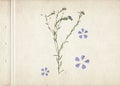 Vintage herbarium background on old paper. Composition of the grass with blue flowers on a cardboard. Royalty Free Stock Photo