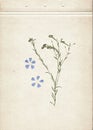 Vintage herbarium background on old paper. Composition of the grass with blue flowers on a cardboard. Royalty Free Stock Photo
