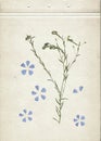 Vintage herbarium background on old paper. Composition of the grass with blue flowers on a cardboard. Royalty Free Stock Photo