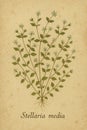 Vintage Herbarium Sheet Featuring Common Chickweed Royalty Free Stock Photo