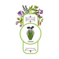 Vintage herbs and spices label collection. Chives