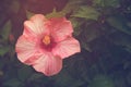 Vintage hibiscus flower with sunlight Royalty Free Stock Photo