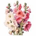 Vintage Hollyhocks: Pink And White Flowers On White Background Royalty Free Stock Photo