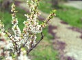 Vintage home garden still life with blooming cherry branch and white flowers in spring Royalty Free Stock Photo