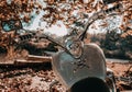 Vintage Honda motorcycle parked in fall colors