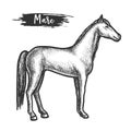 Vintage horse sketch or mare with mane