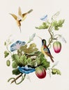 Vintage Hummingbird illustration