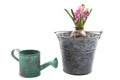 Vintage hyacinth Royalty Free Stock Photo
