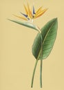 Vintage Illustration of Bird of paradise