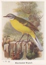 Vintage illustration of a Blue Headed Wagtail birds
