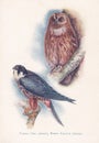 British Nesting Birds