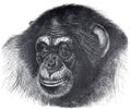 Vintage illustration chimpanzee portrait. hand drawn engrave dillustration.