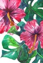 Red hibiscus flower, tropical. Hibiscus plants isolated, watercolor illustration on white. Royalty Free Stock Photo