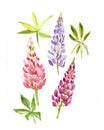 Blossom lupines. Blue art watercolor wedding blossom lupines on white background.