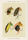 Vintage Illustration of fly fishing hooks. Fly Fishing. Ca. 1890 Royalty Free Stock Photo