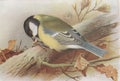 Vintage illustration of a Great Titmouse bird