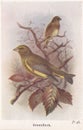 Vintage illustration of Green Finch birds Royalty Free Stock Photo