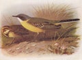 Vintage illustration of Grey Headed Wagtail birds