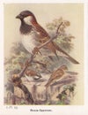 Vintage illustration of House-Sparrow birds