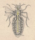 Vintage illustration of the insect nerves and trachea . Antique picture of the insect nerves and trachea. Antique