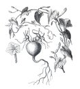 Vintage illustration Ipomoea purpurea or common morning-glory plant. hand drawn medical plant. botanical engraved elements.
