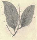 Vintage illustration of the kallima, strongly enlarged. Antique picture of the oakleaf. Antique picture of the oak leaf