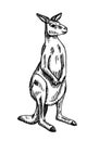 Vintage illustration of kangaroo on isolated white background. Vector illustration animal from Australian