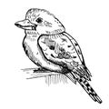 Vintage illustration of kookaburra on isolated white background. Vector illustration animal from Australian