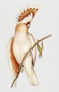 Vintage Illustration of Leadbeater`s Cockatoo