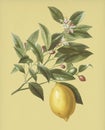 Vintage Illustration of Lemon