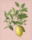 Vintage Illustration of Lemon Royalty Free Stock Photo