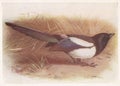 Vintage illustration of a Magpie bird