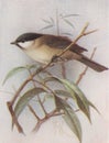 Vintage illustration of a Marsh Titmouse bird